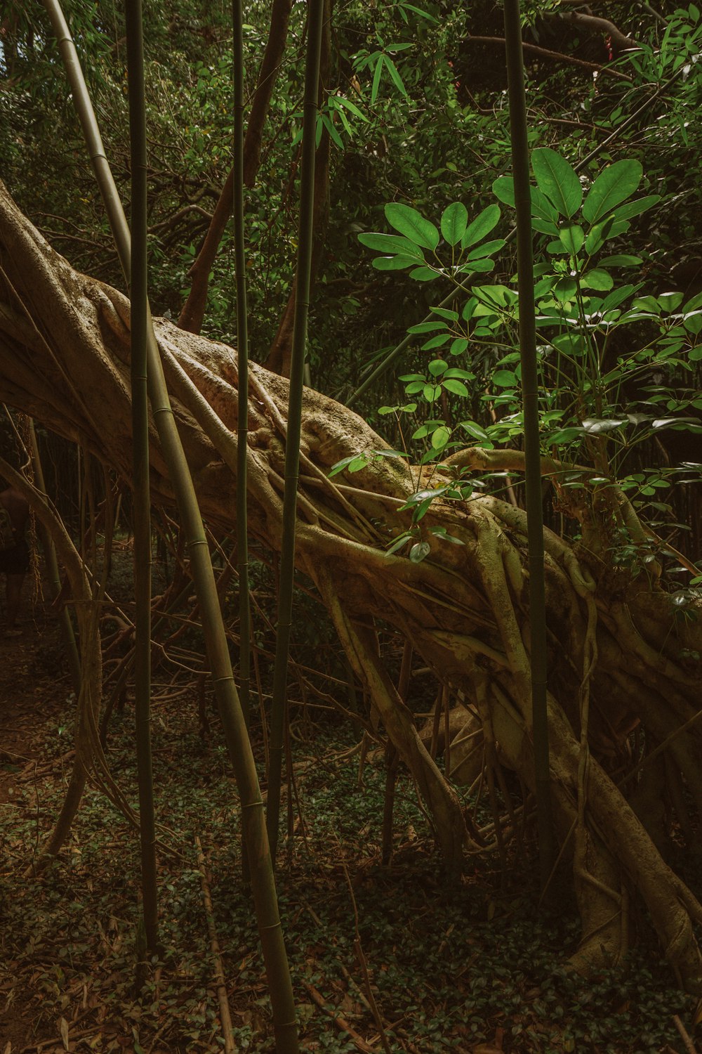 a group of trees in a forest