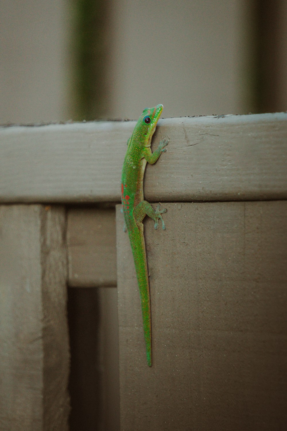 a green lizard on a wood surface