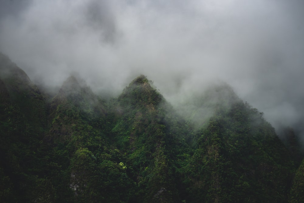 a forest of trees