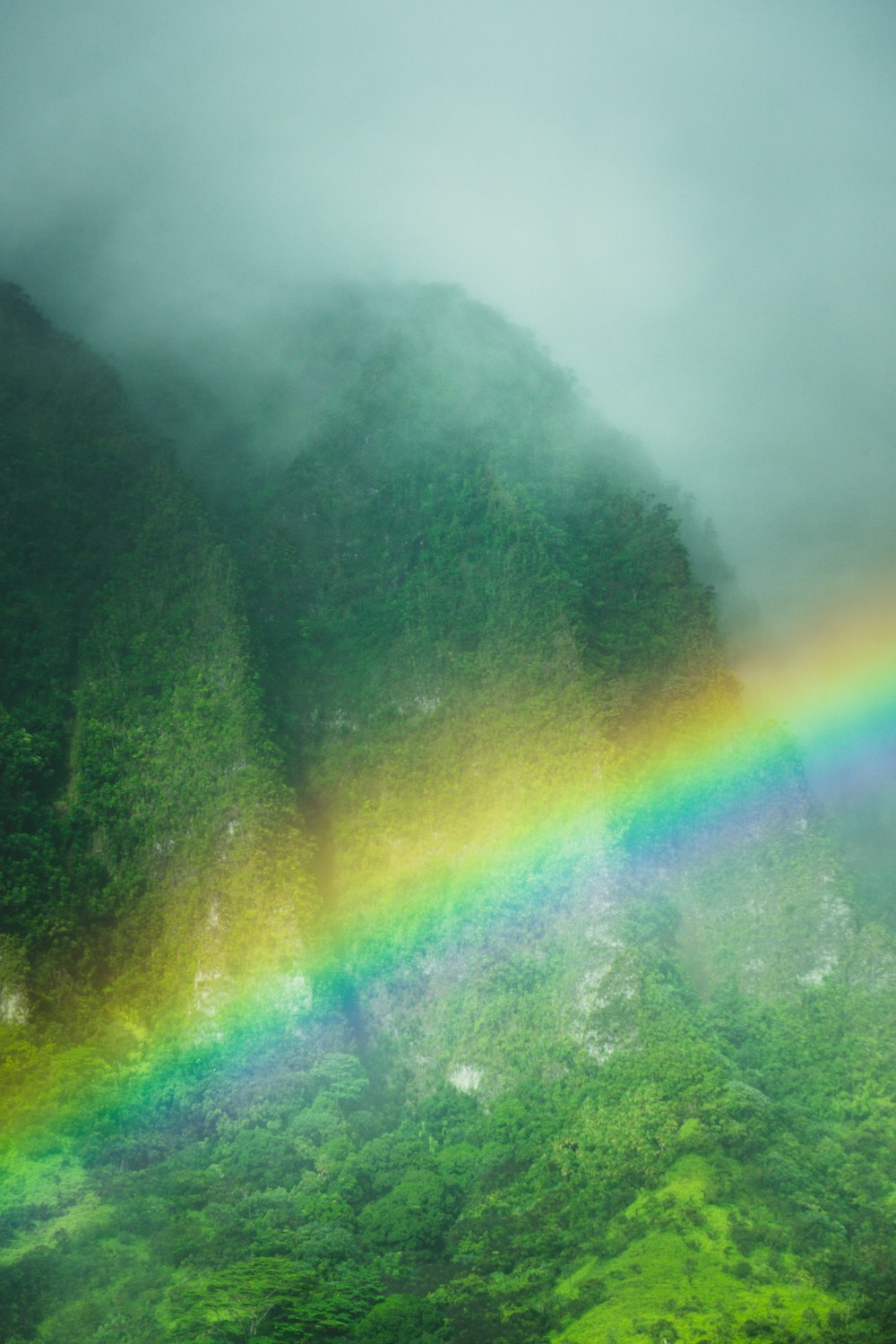 a rainbow over a forest