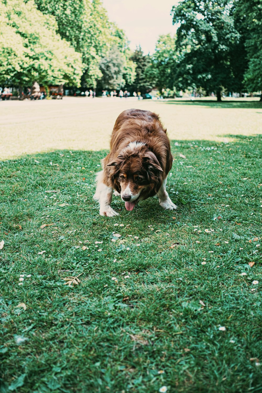 a dog running in a park
