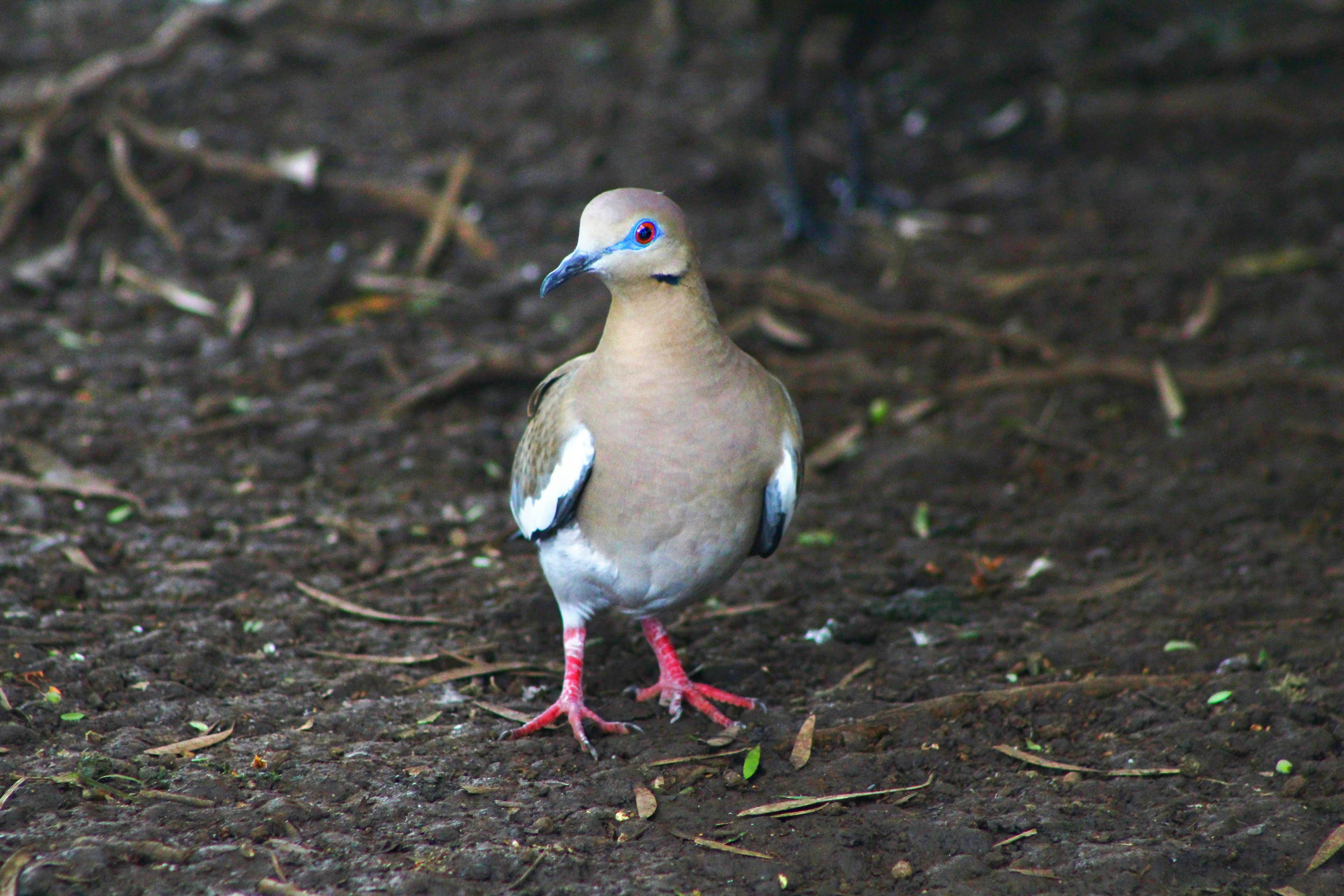 White-winged dove standing on bare ground