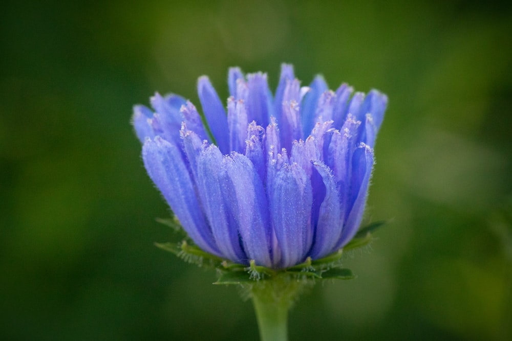 a close up of a flower