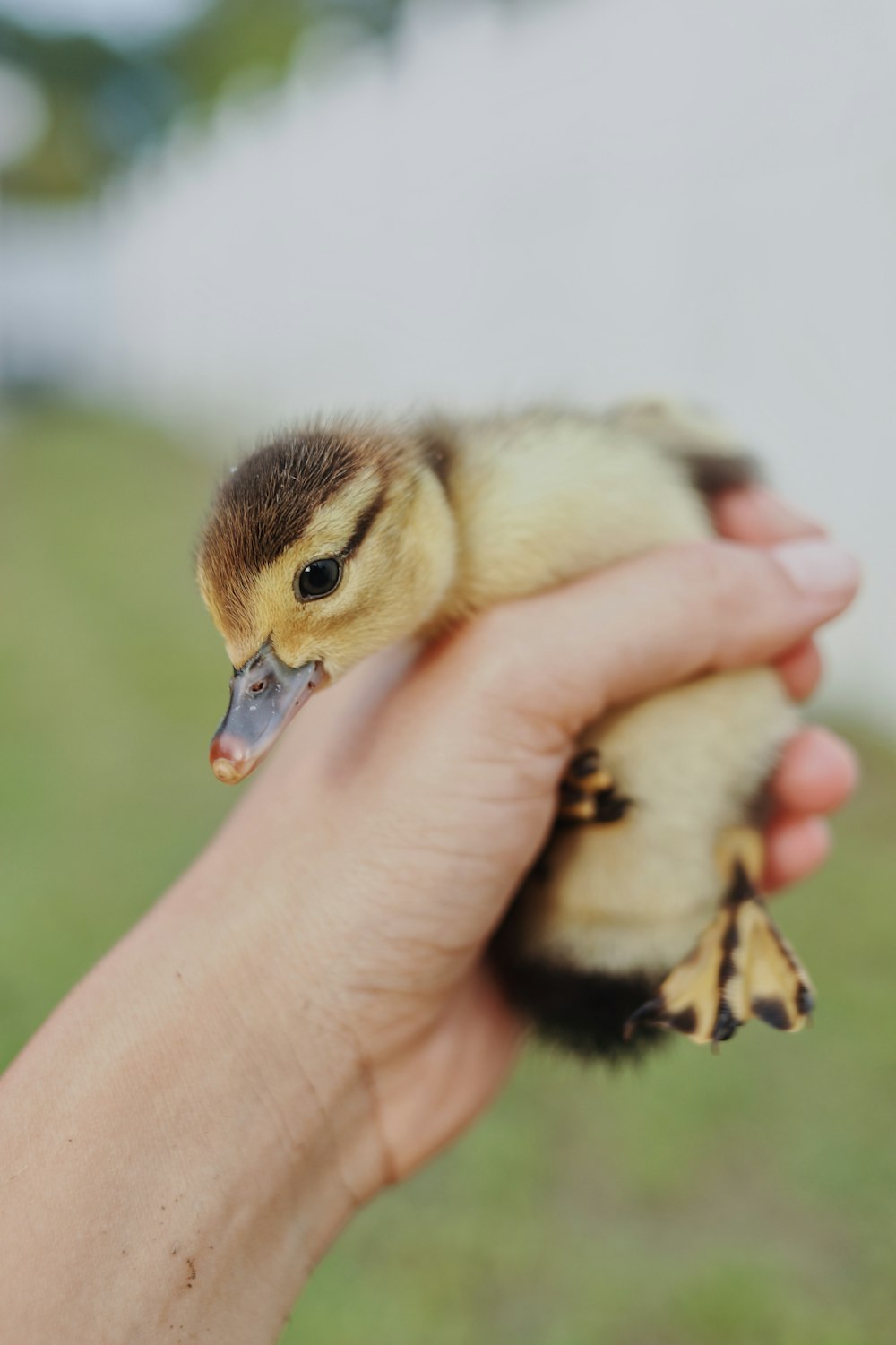 a person holding a baby bird