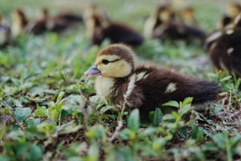 a baby duck in the grass