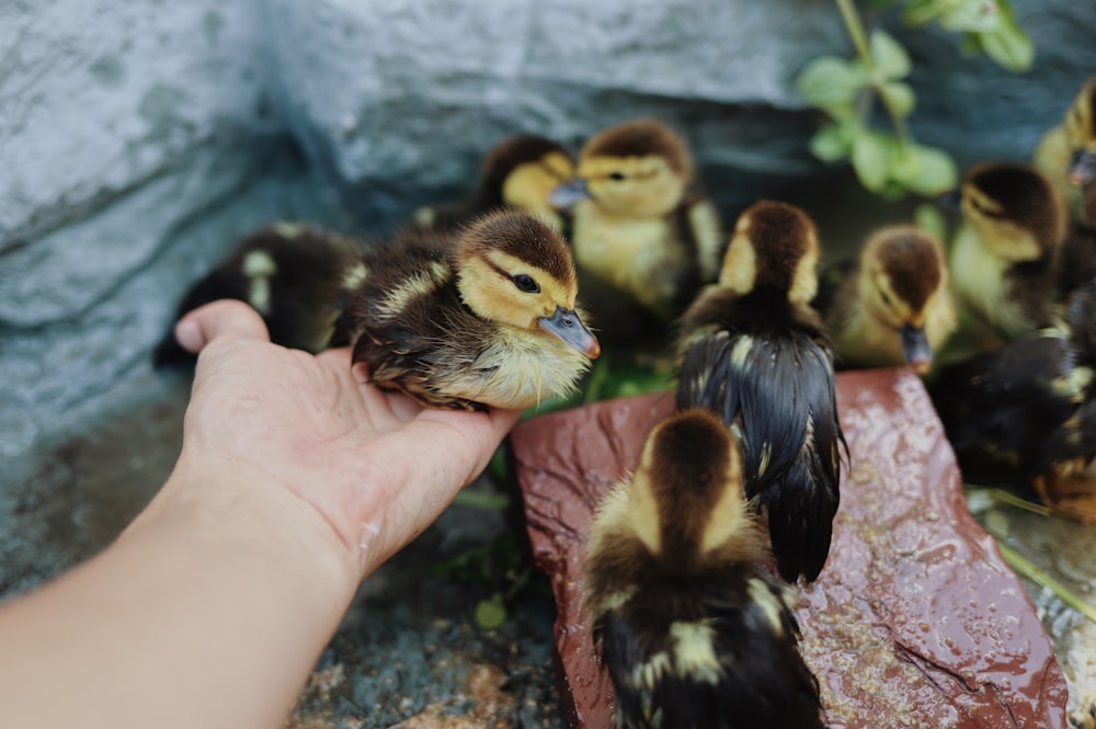 a hand holding a group of baby ducks