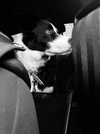 An attentive dog looking out of a taxi window during a ride.