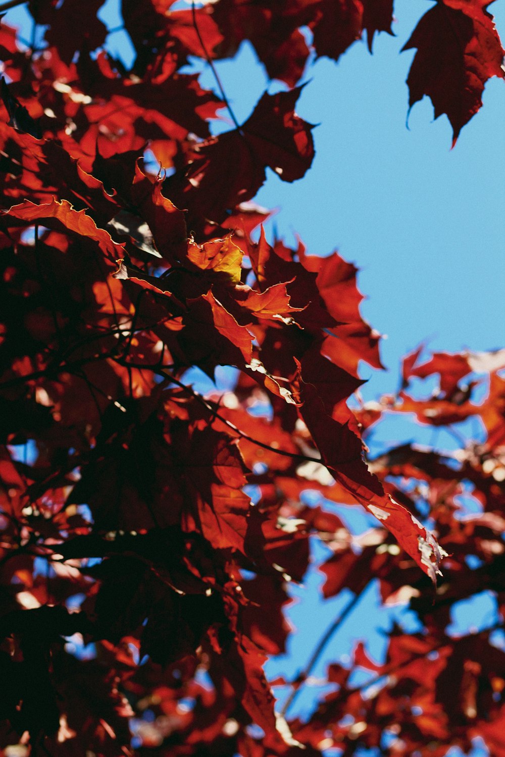 a tree with red leaves