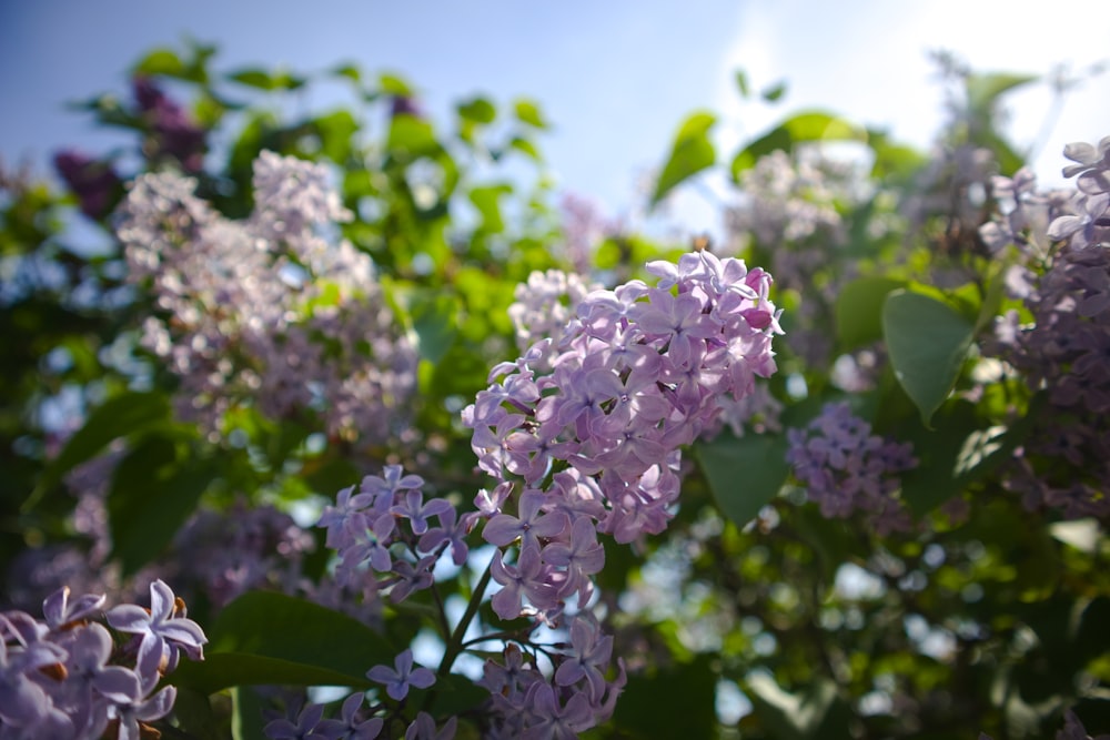 a close up of flowers