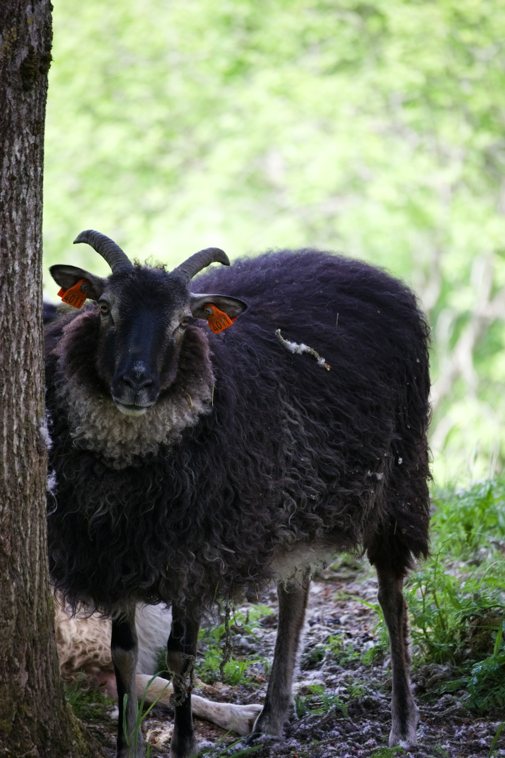 a black goat with orange eyes