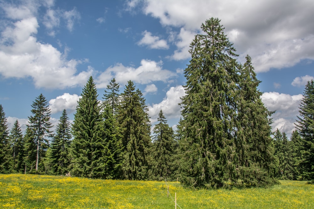 a group of trees in a field