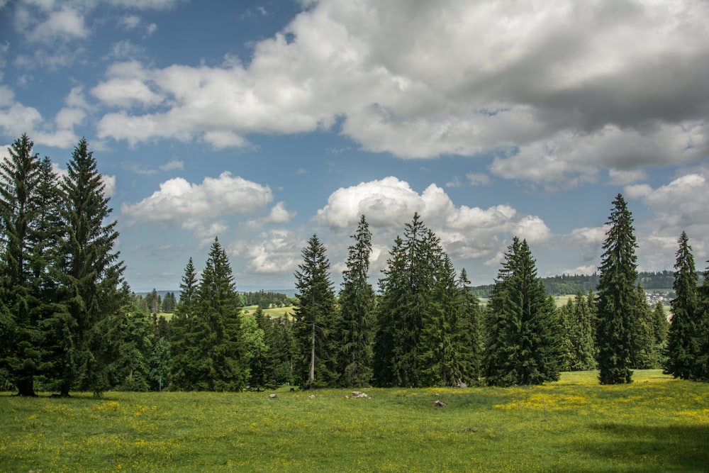 a grassy field with trees and mountains in the background