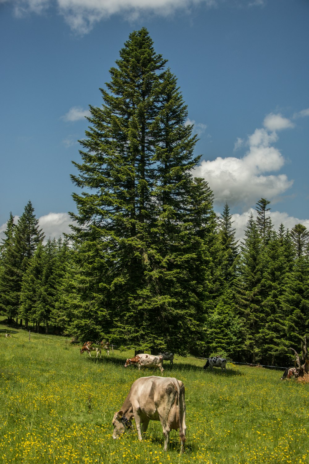 cows grazing in a meadow