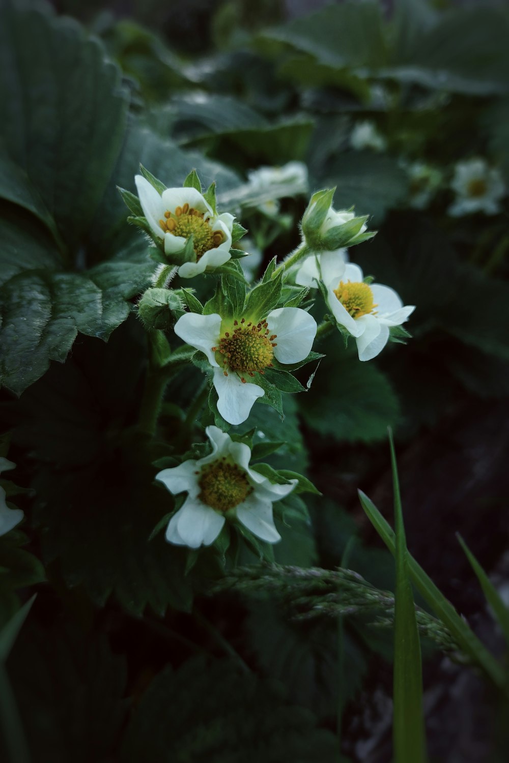 a close up of flowers