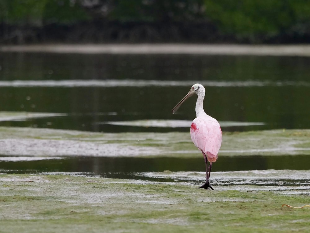 a bird standing in water