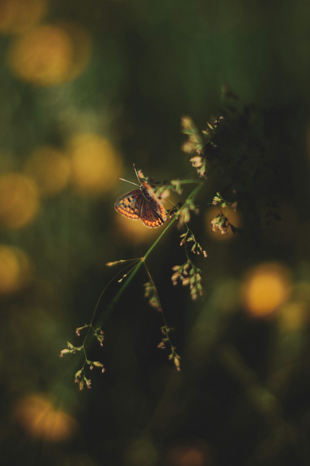 a butterfly on a plant