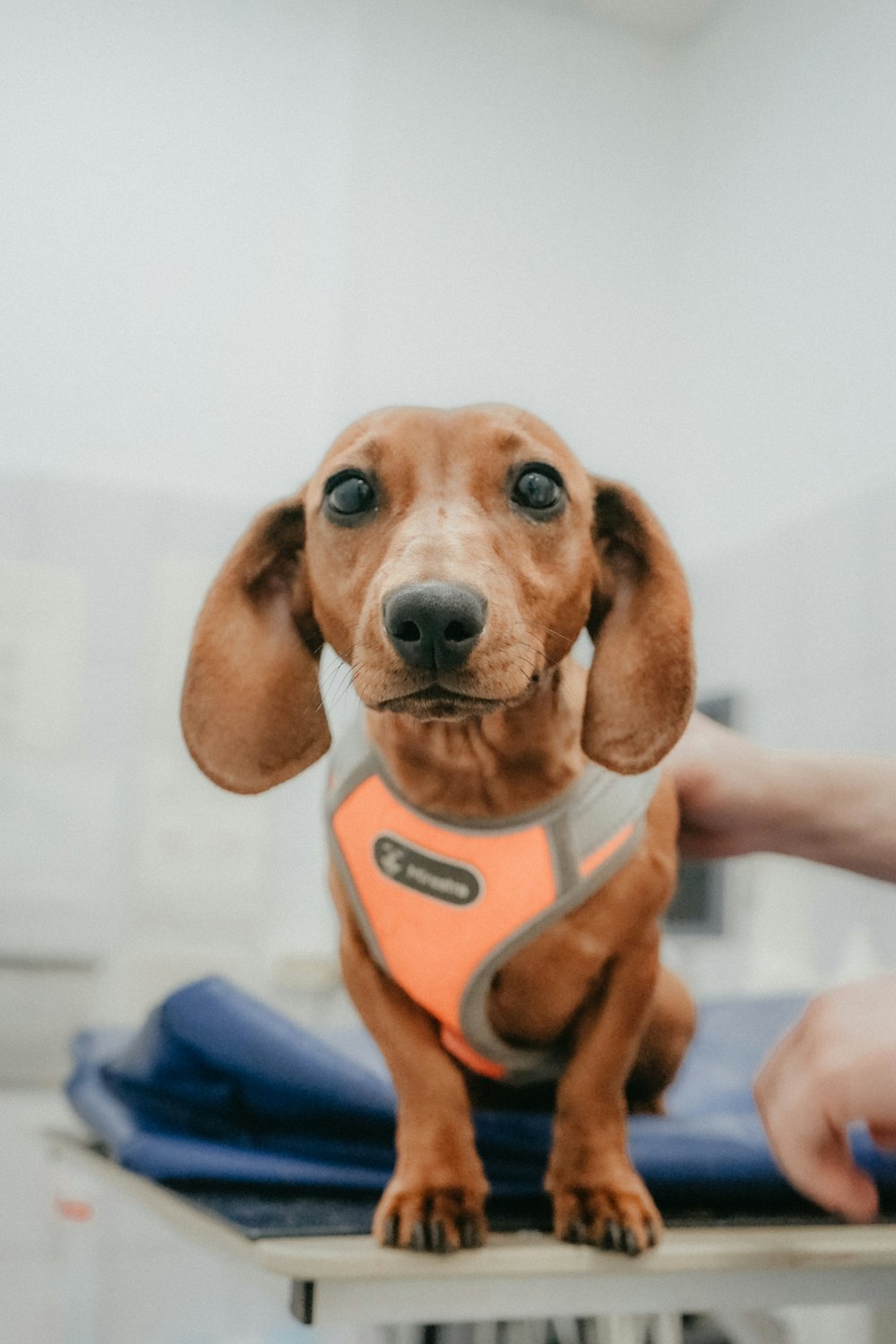 a dog wearing a baseball glove