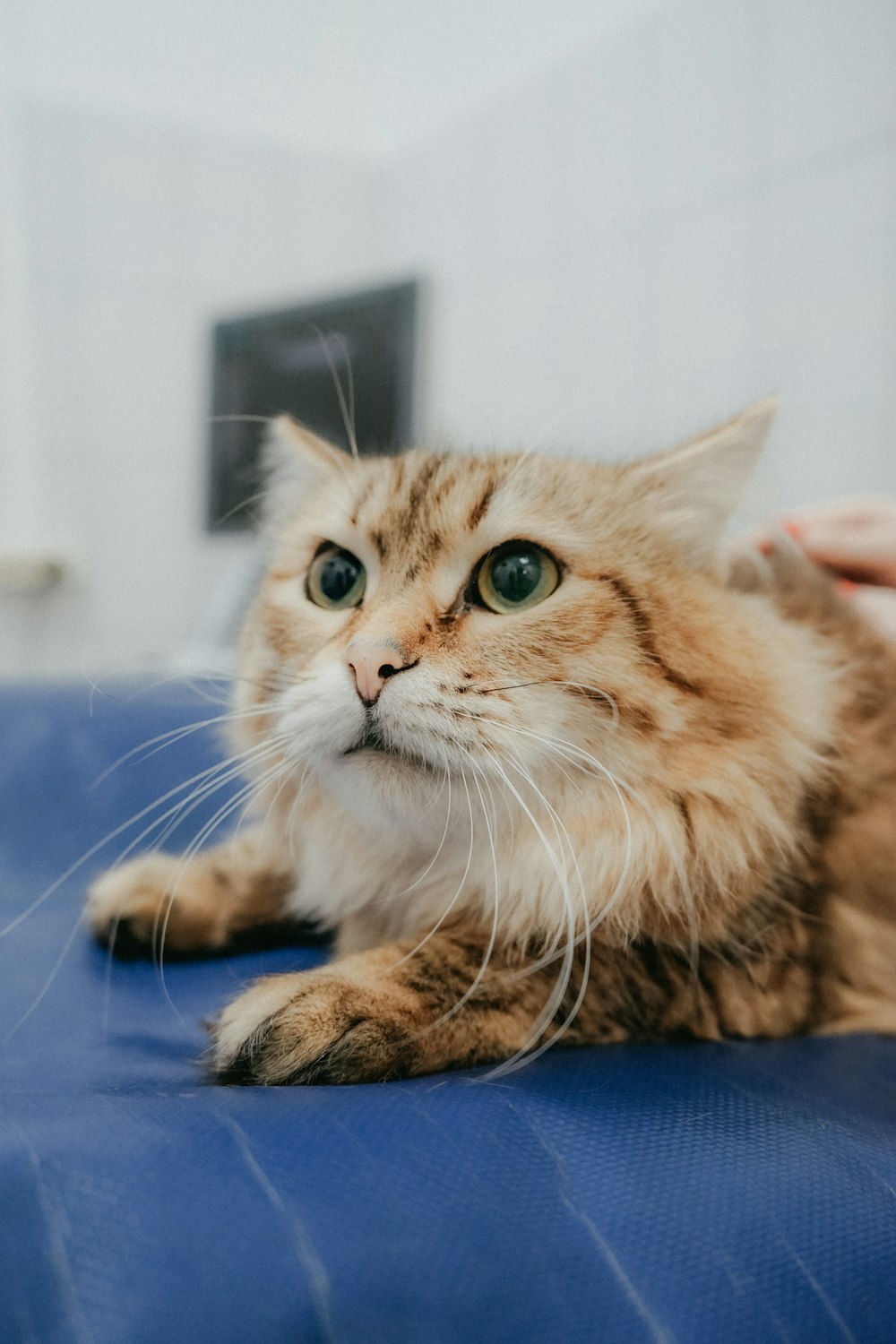 a cat lying on a bed