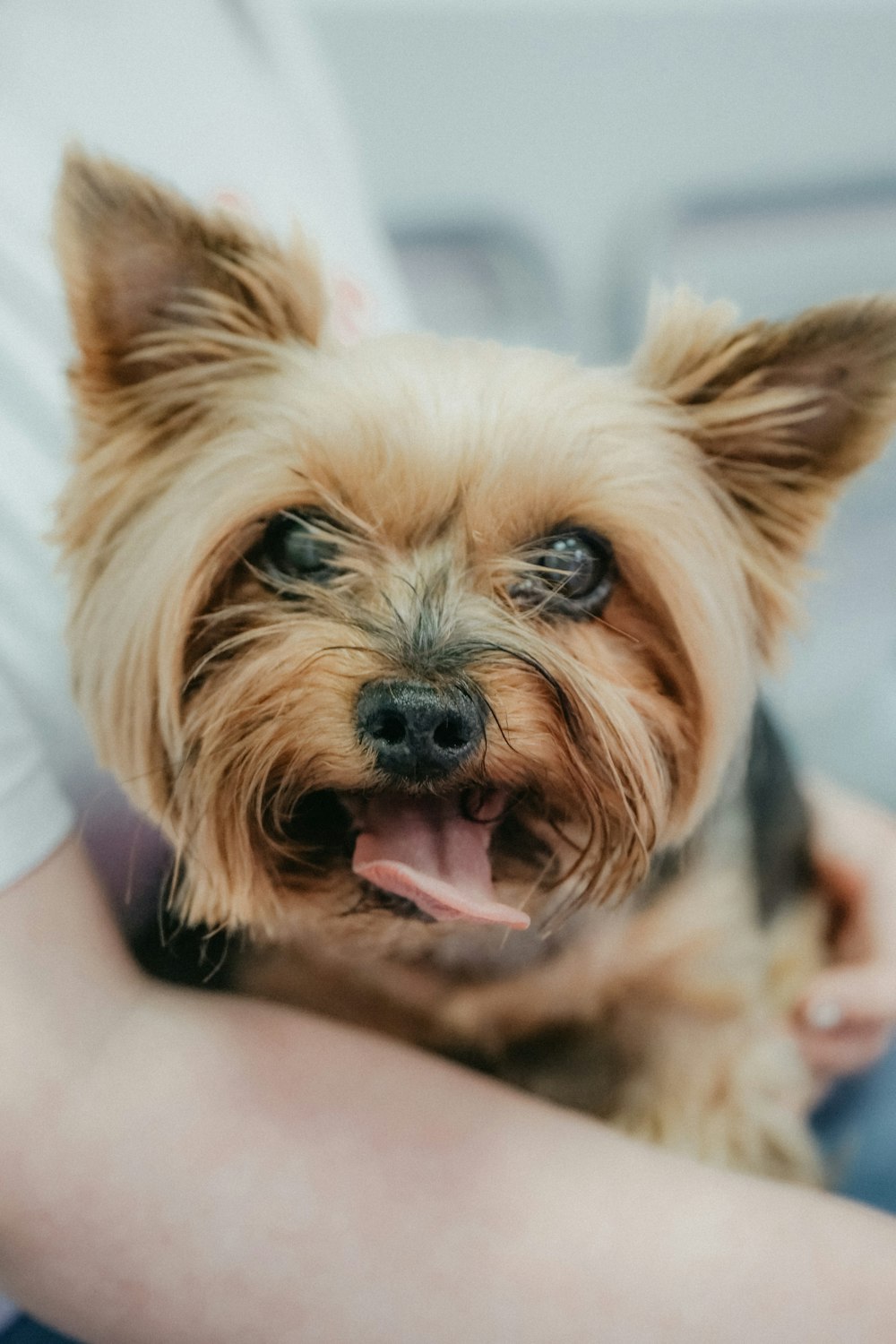 a dog with its tongue out