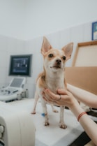a person holding a dog