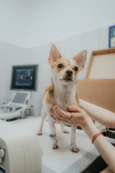 a person holding a dog
