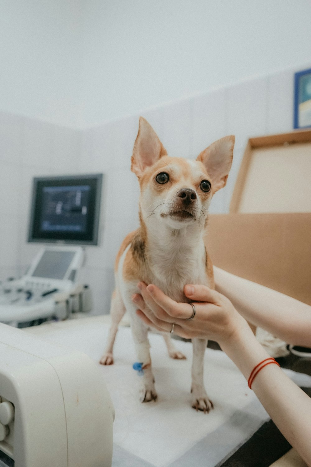 a person holding a dog