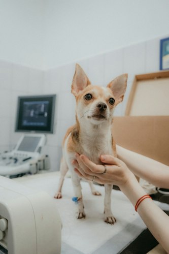 A veterinarian gently examining a calm dog on an exam table