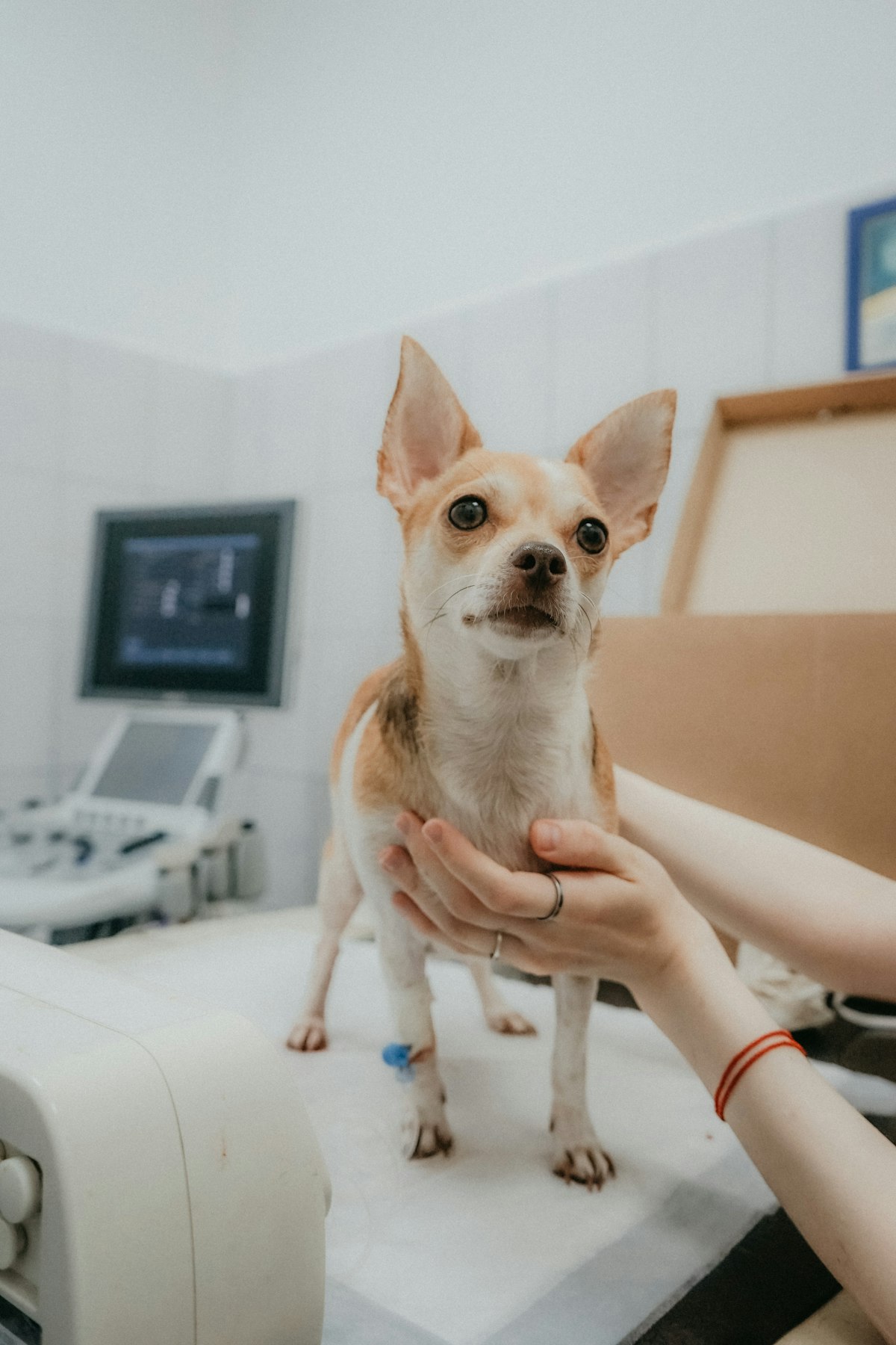 Controle de Estoque em Clínica Veterinária 24h: o Desafio do Plantão