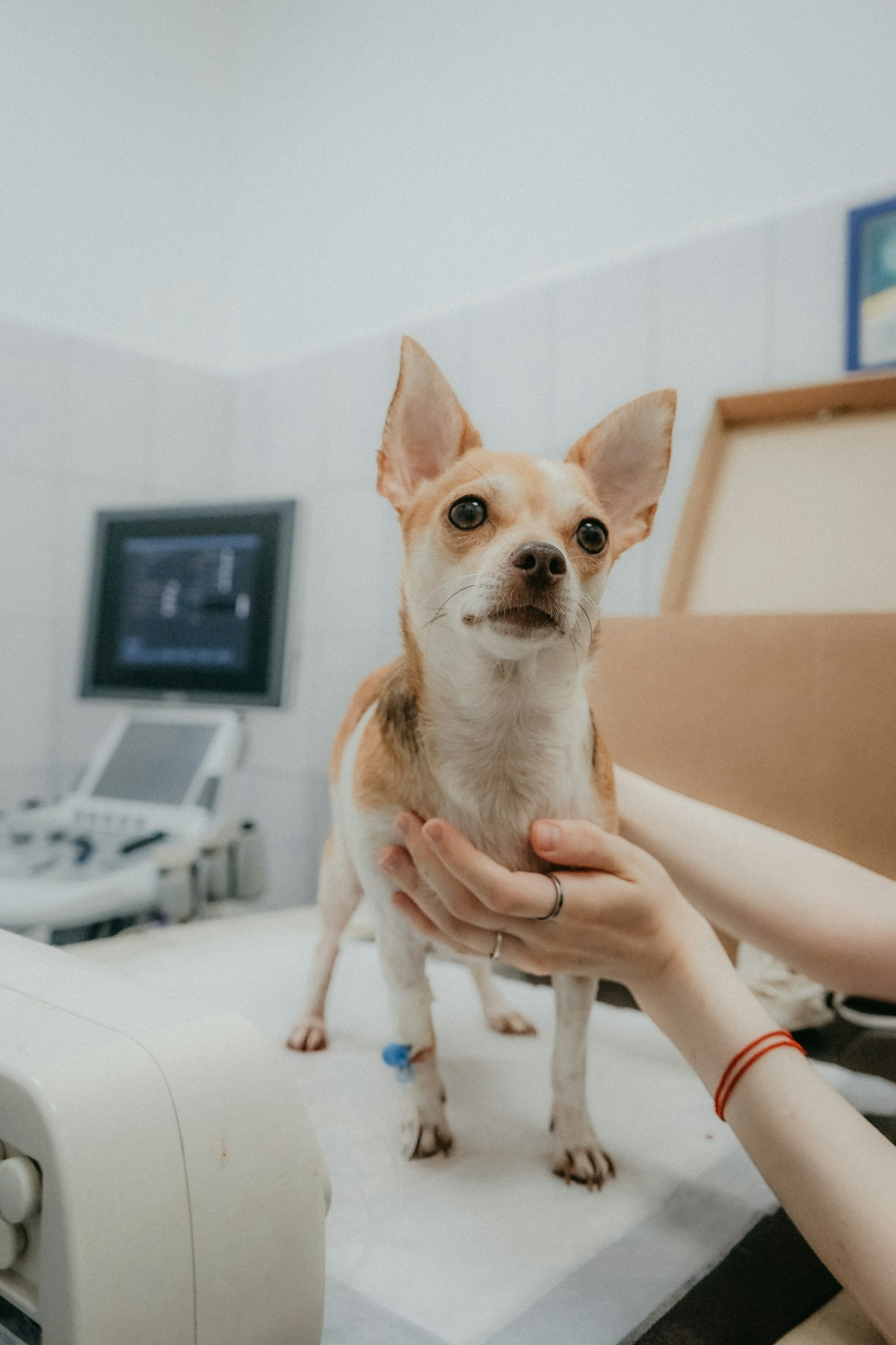 Wellness care, vaccines and prevention