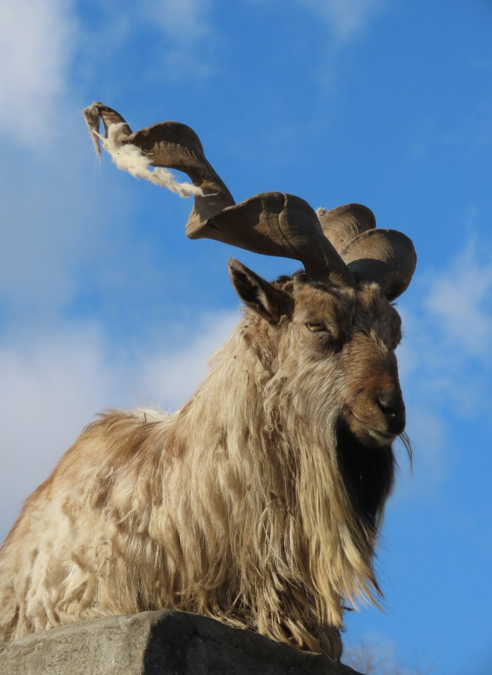 a bird flying over a goat