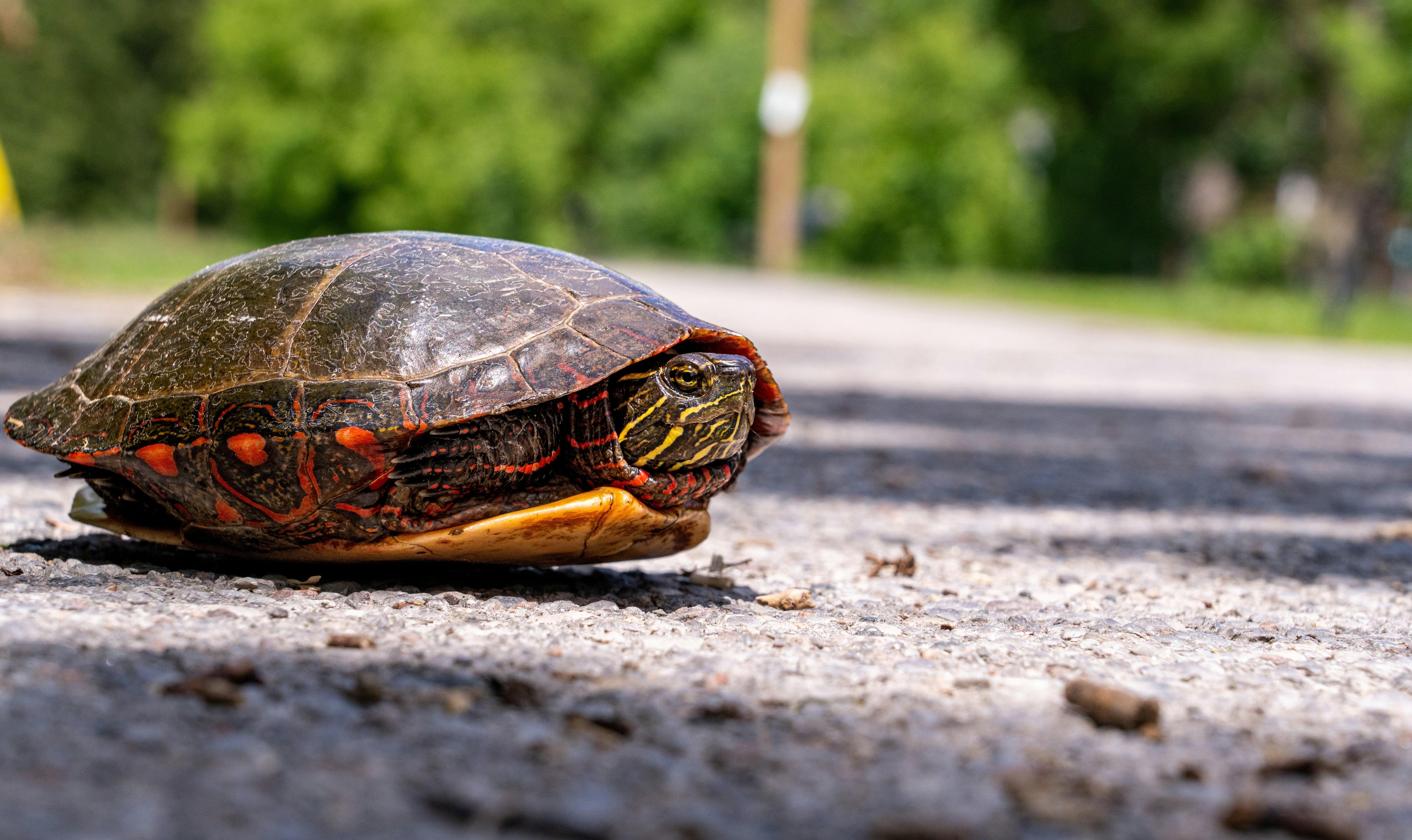 Turtle Hiding in Shell