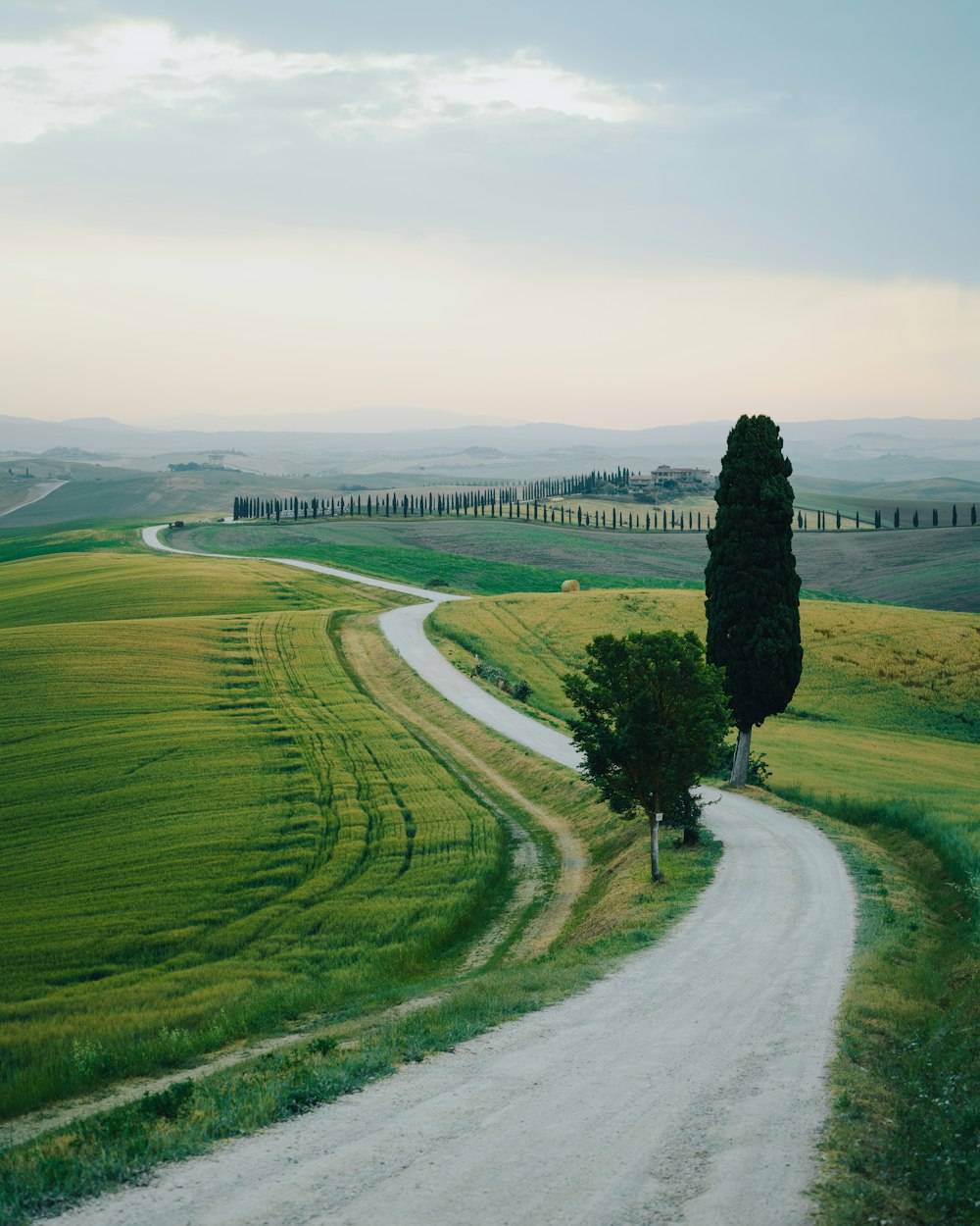 a path with trees on the side of a road