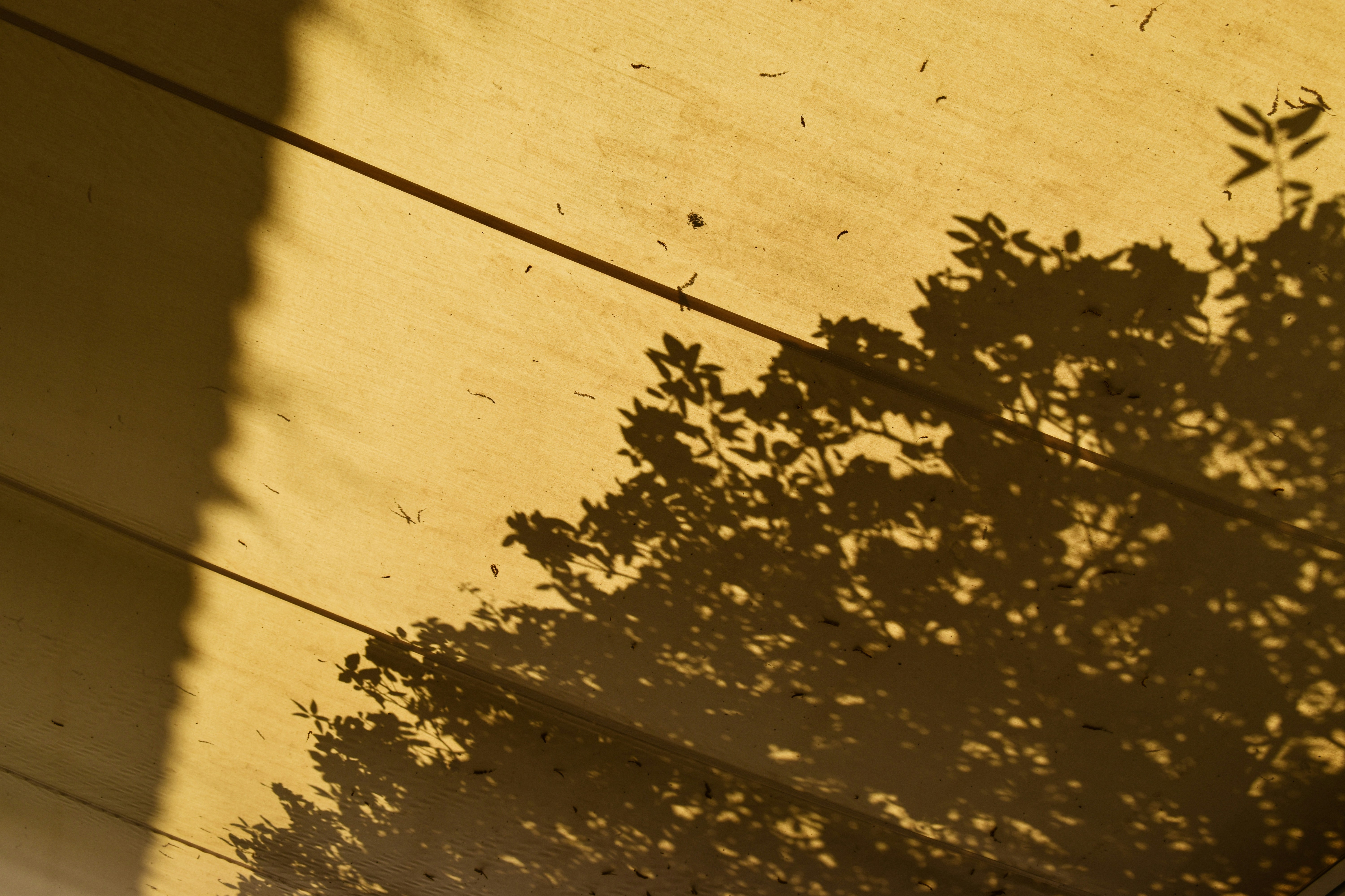 Beautiful shadow.