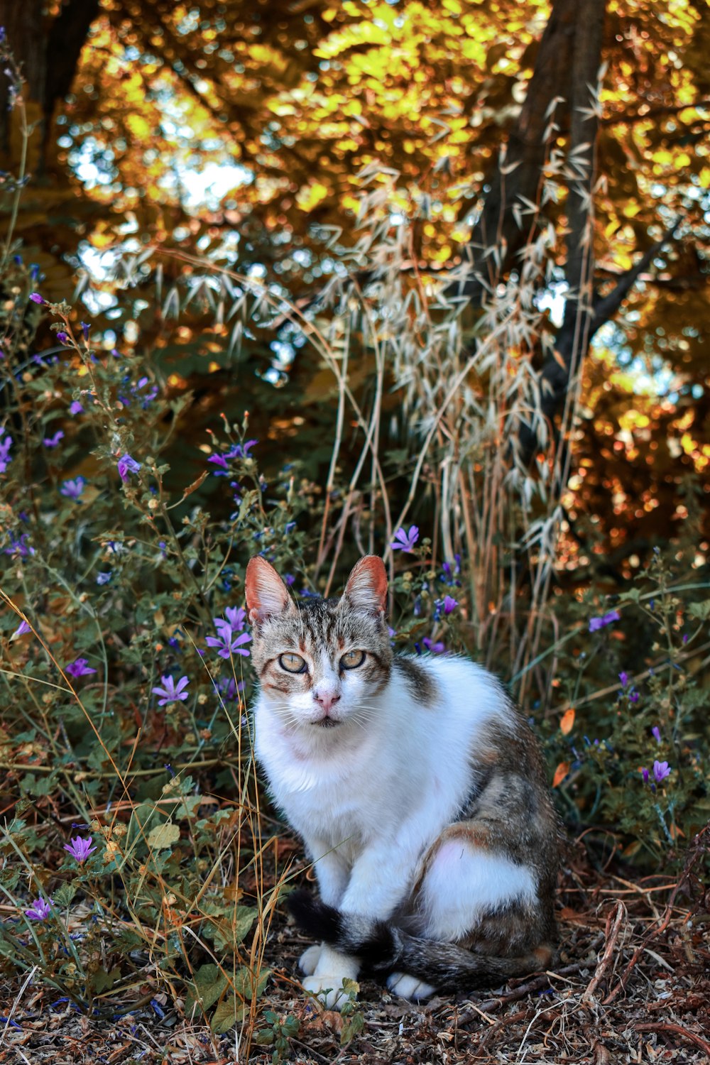 um gato sentado em um arbusto