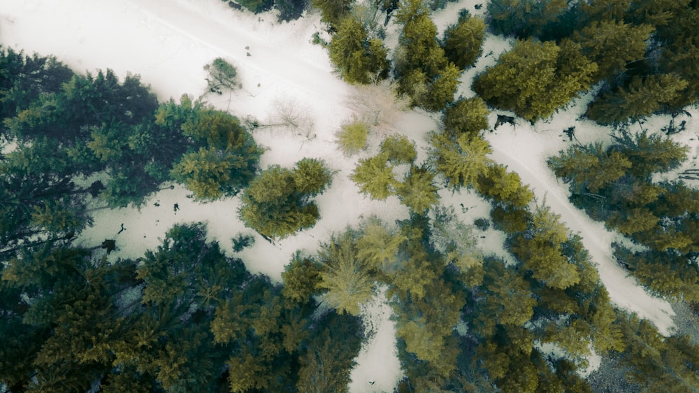 a train traveling down tracks near a forest