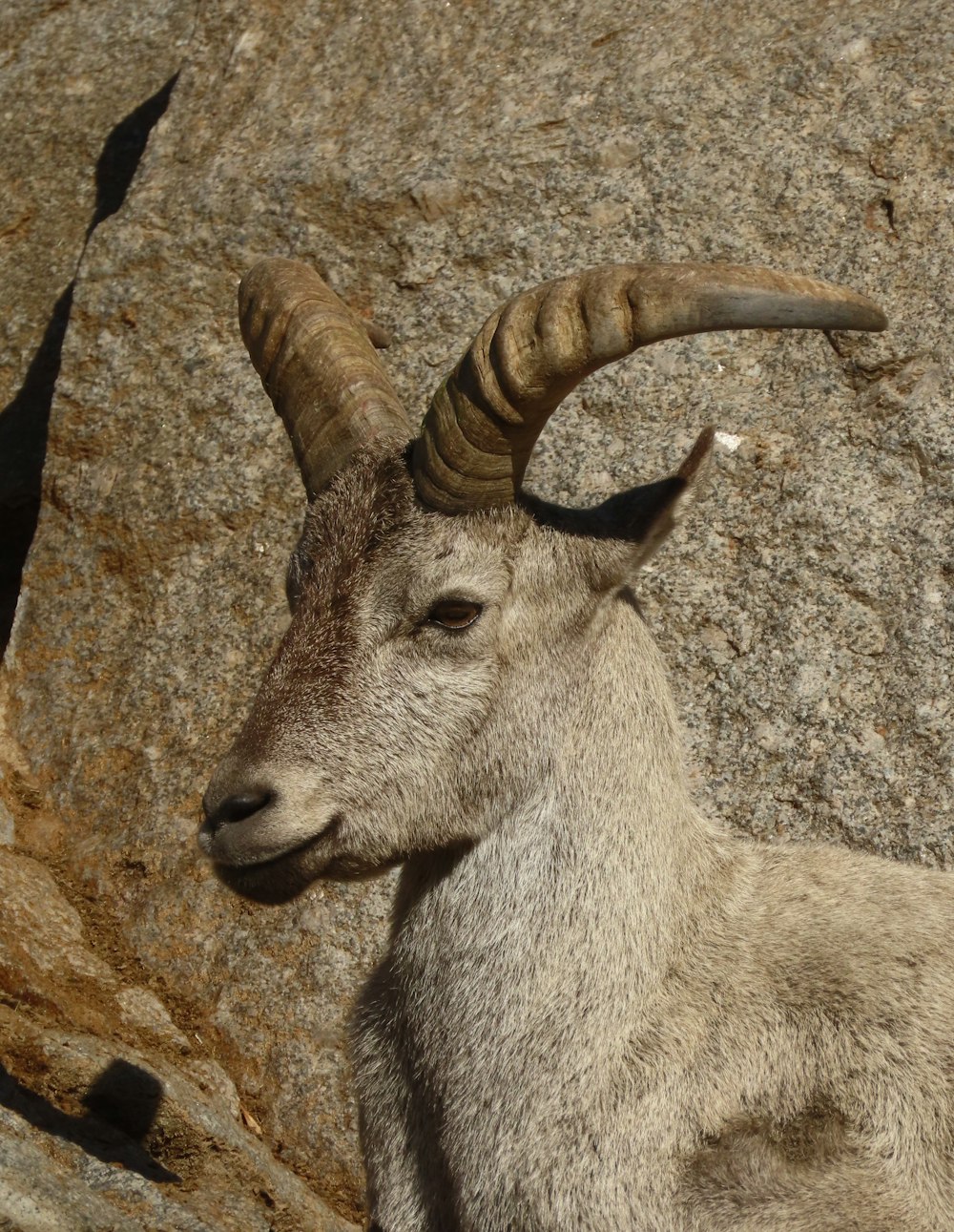 a goat with horns