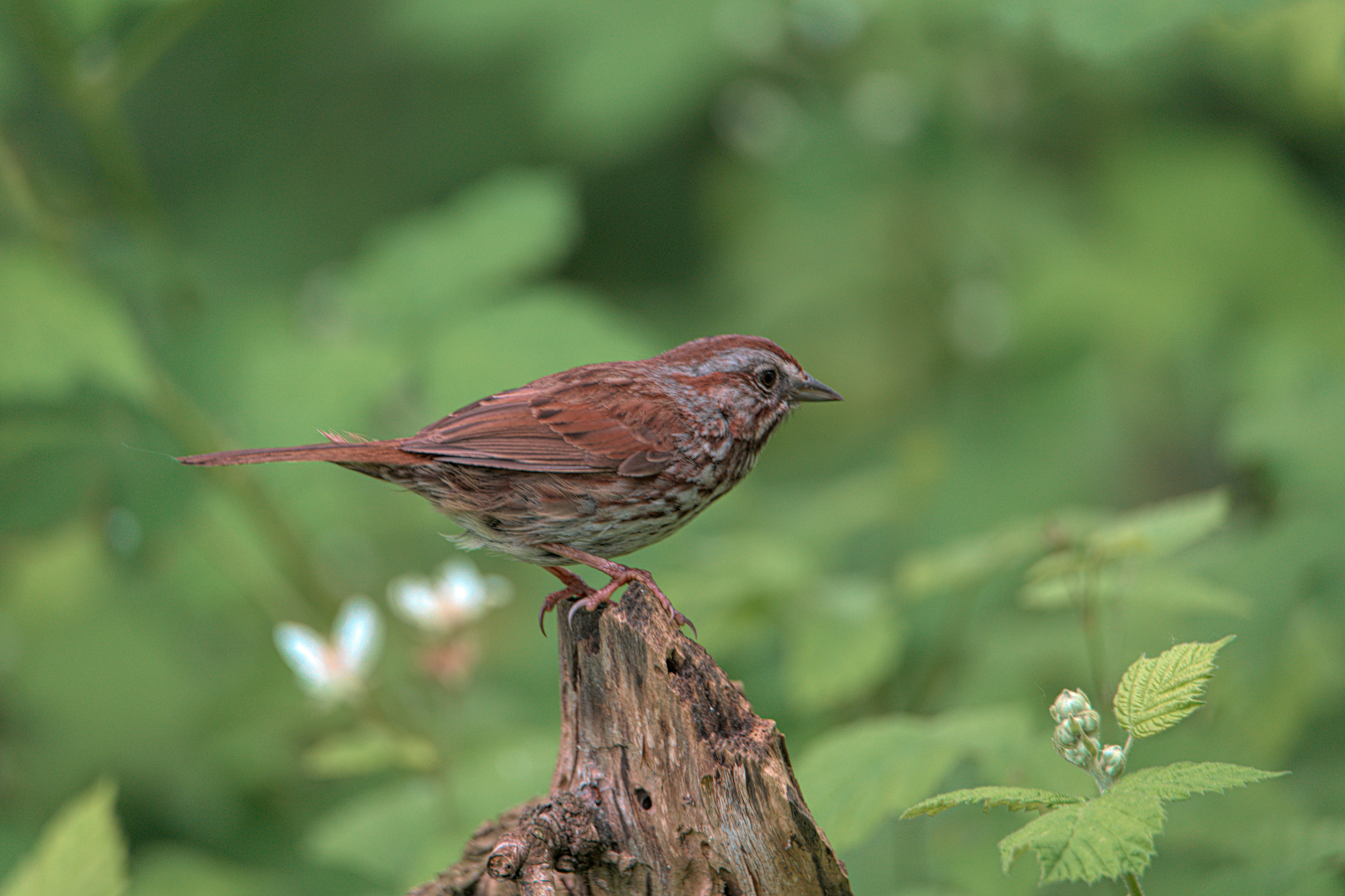 木の切り株にとまった鳥
