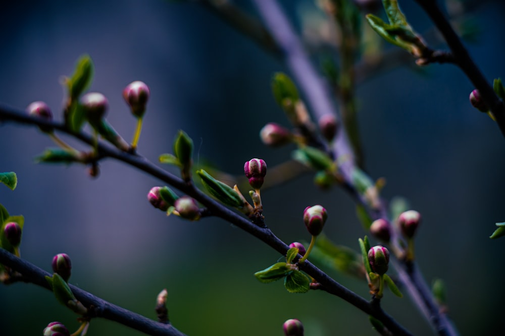 close up of a tree branch with pink flowers