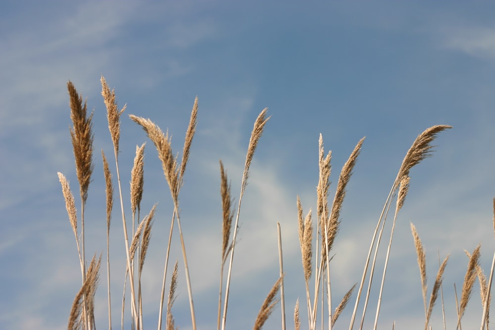 a field of wheat