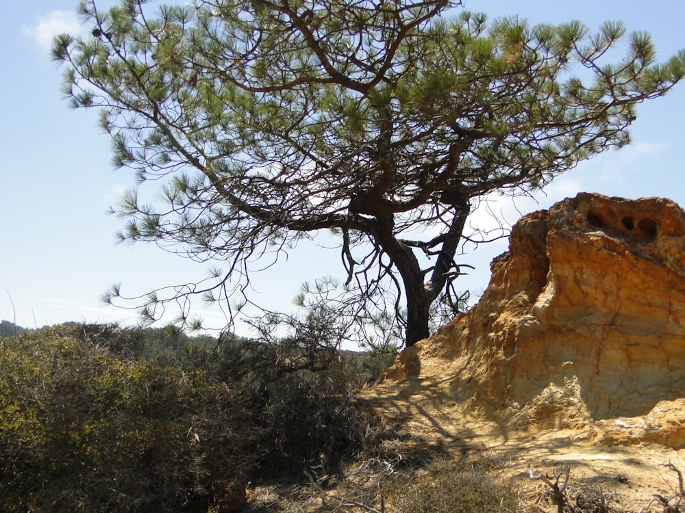 a tree in front of a rock