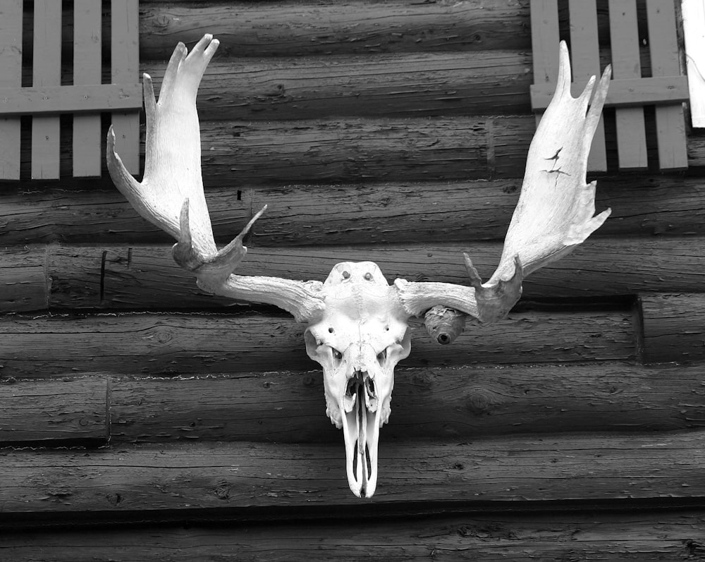 a skull of an animal