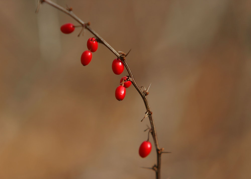 une branche avec des baies rouges