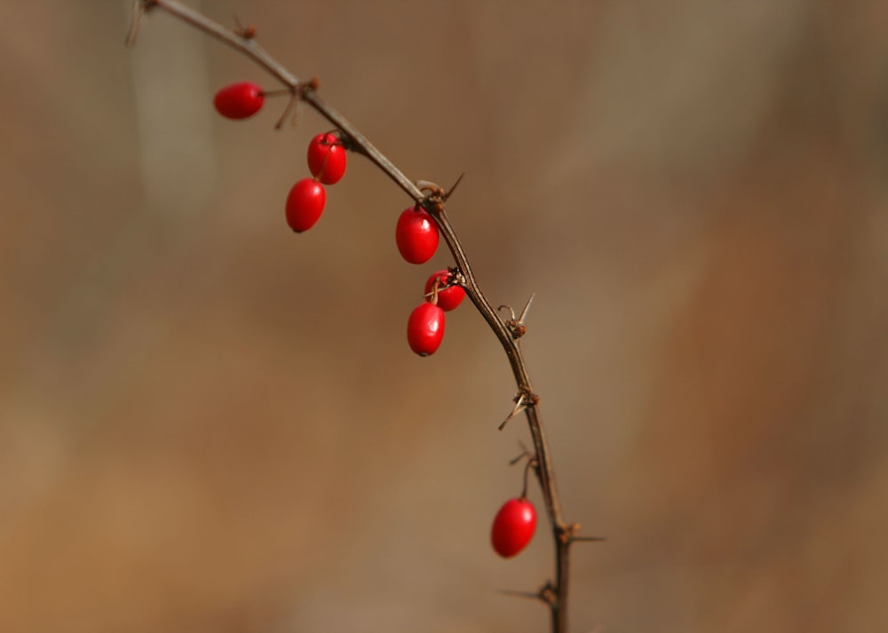 ein Zweig mit roten Beeren