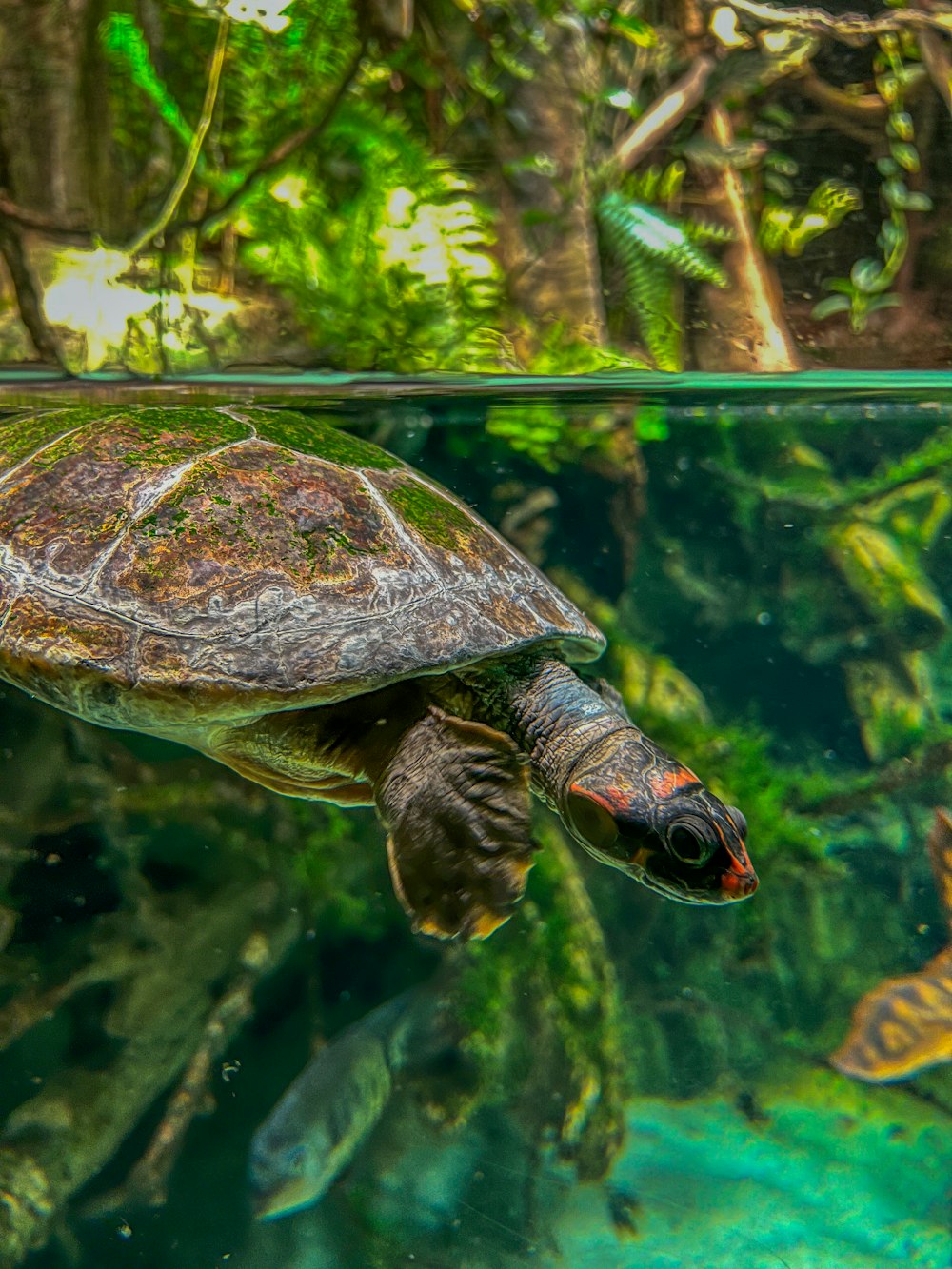 a turtle swimming in water