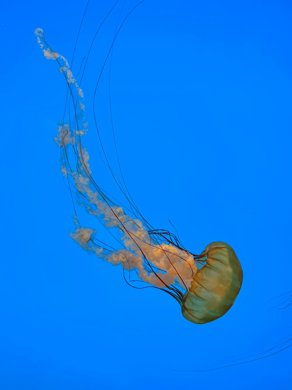 a group of jellyfish in the water