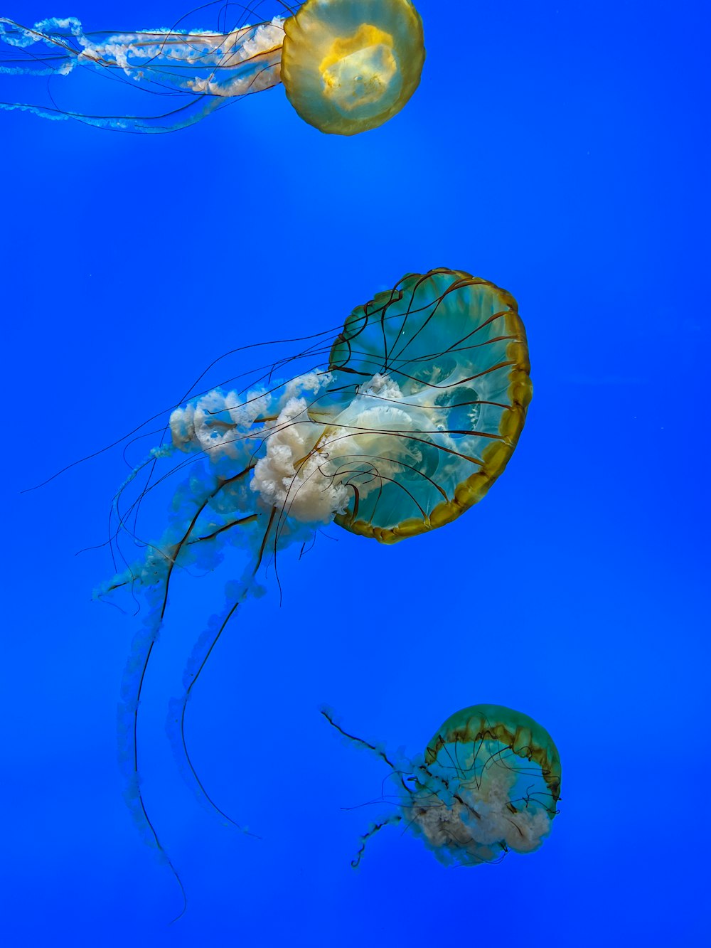 a group of jellyfish in the water