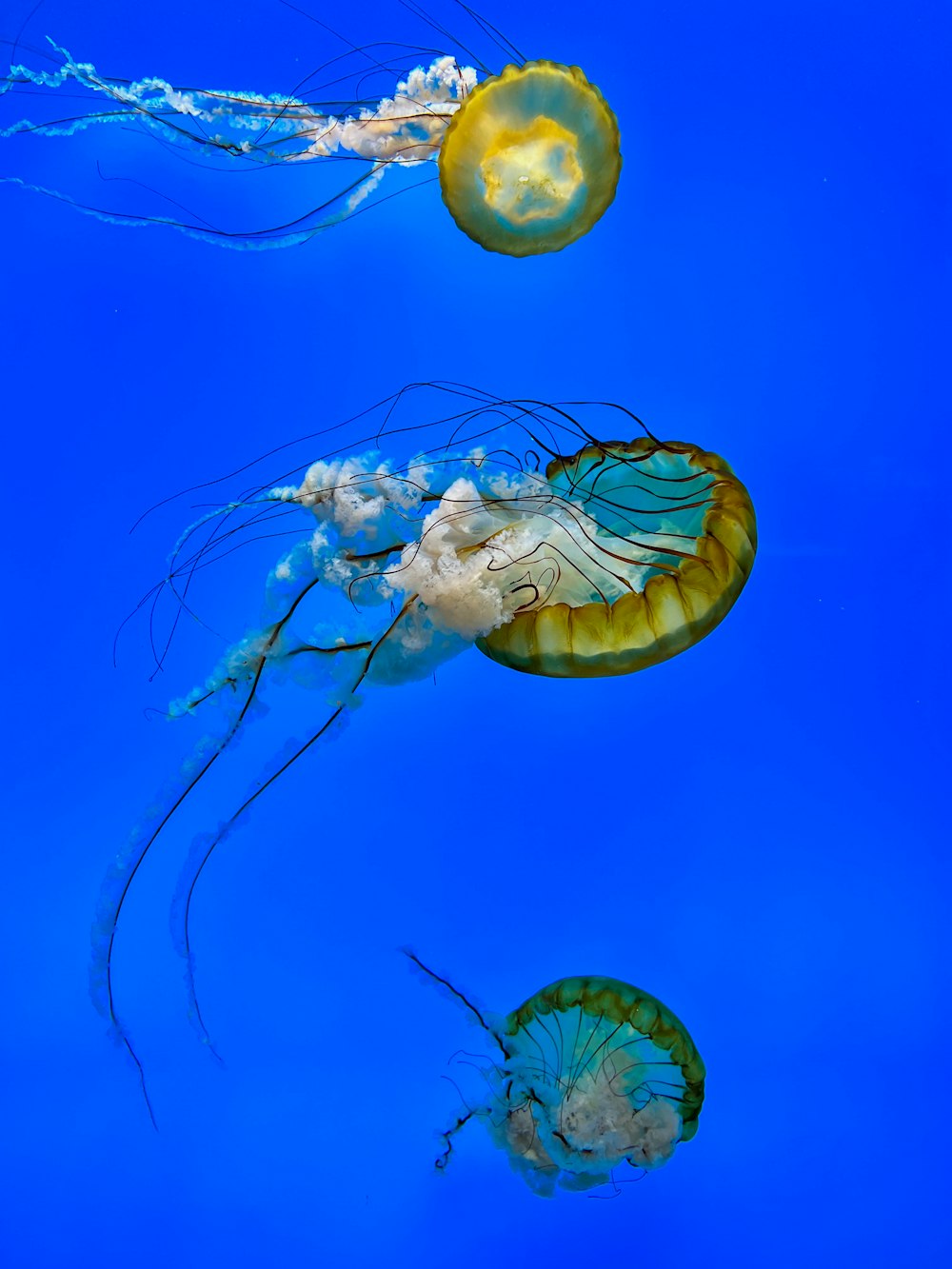 a group of jellyfish in the water