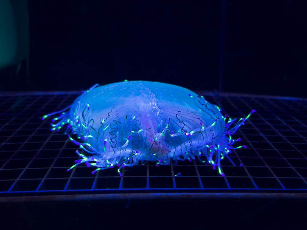 a blue and white jellyfish