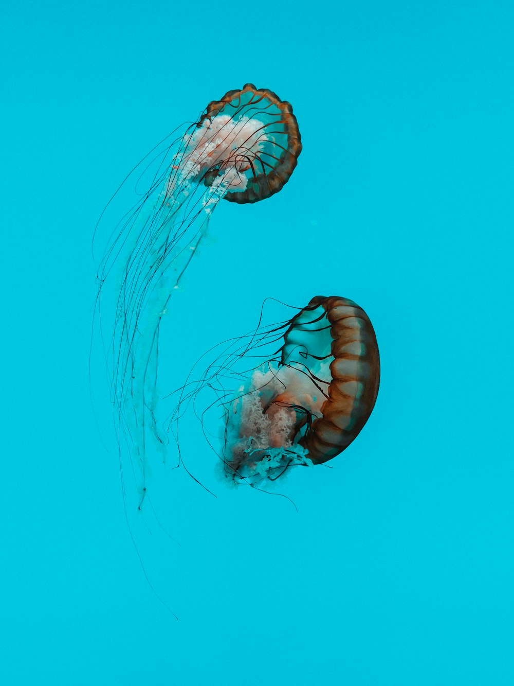 a couple of jellyfish in the water