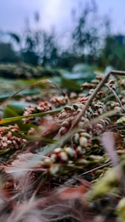 A close-up of a field with an array of grasses and seeds, featuring blurred foliage in the background under a soft sky.